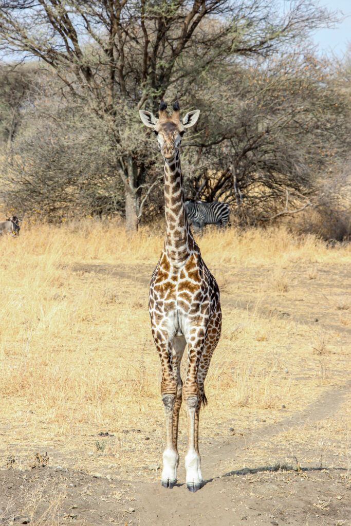 Beauty of wildlife by Camille Massida Photography